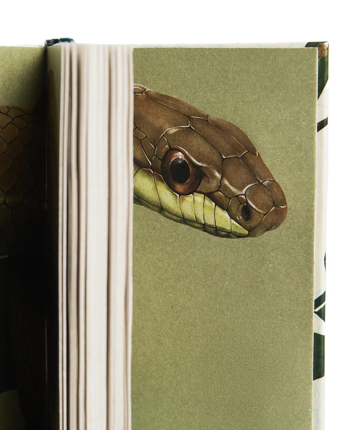 Libreta Mastigodryas detalle